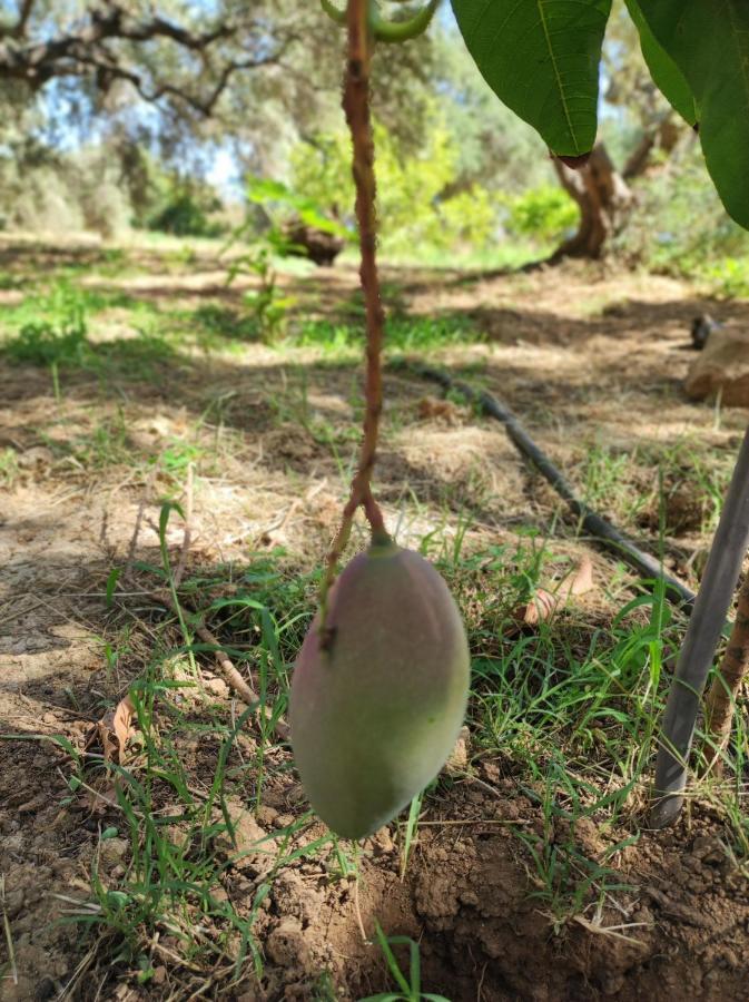 Anatolika Stamatis Paradise * Dempla